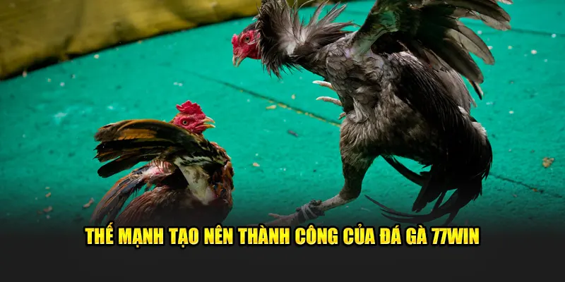 Thế mạnh tạo nên thành công của đá gà 77win 