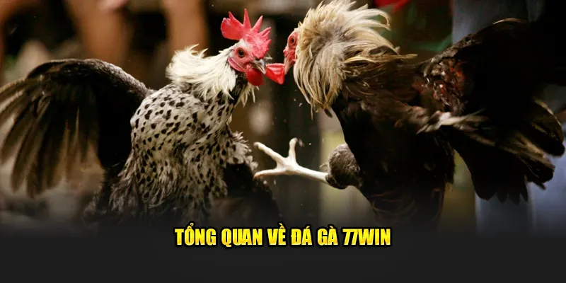 Tổng quan về đá gà 77win 